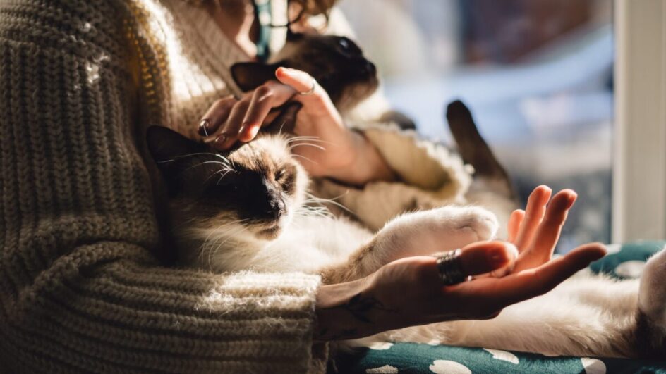 Ter vários felinos em casa pode ser amor ou indicar questões emocionais