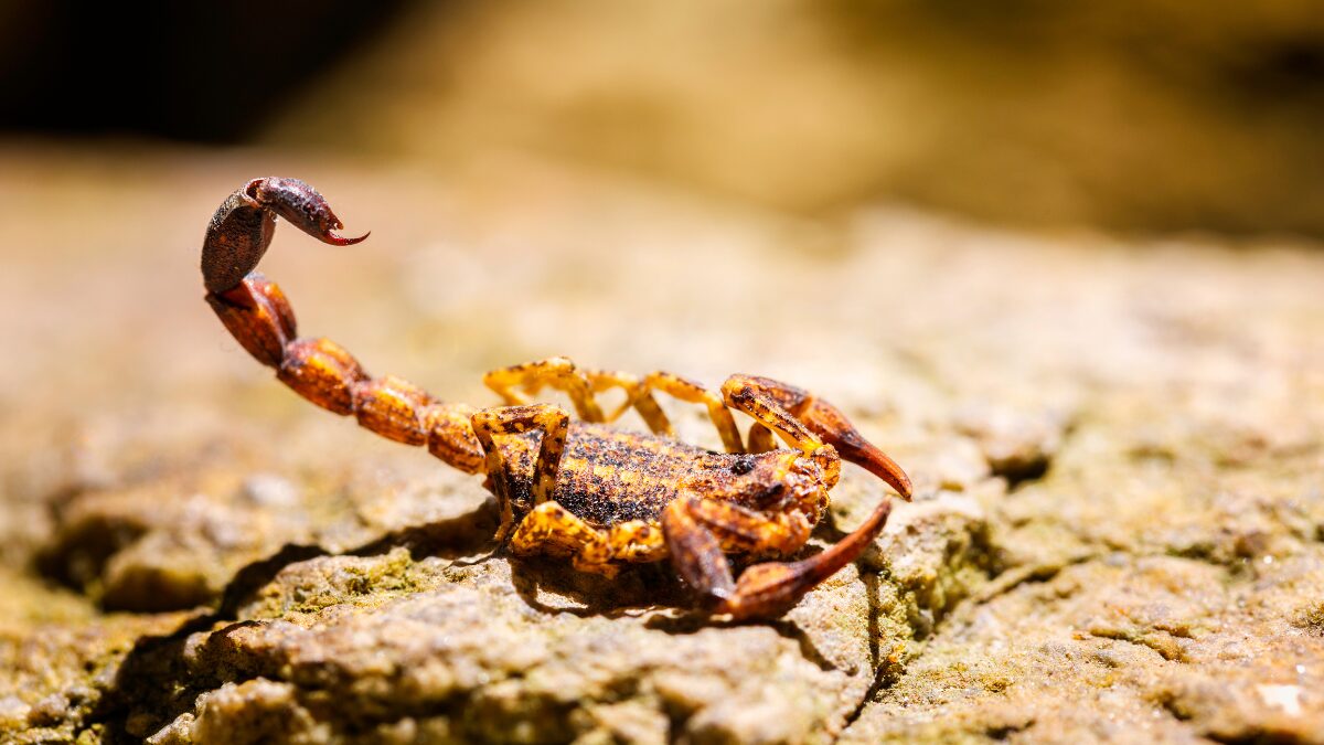 Tityus serrulatus escorpião amarelo