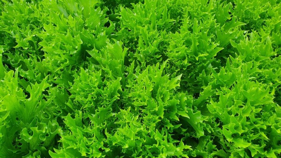 Usada na medicina popular, agora ganha destaque na ciência