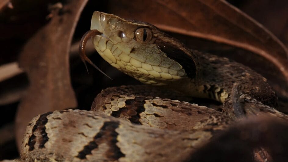 Venenosa e com hábitos noturnos, a Jararaca, pode ser encontrada em diversas localidades do Brasil