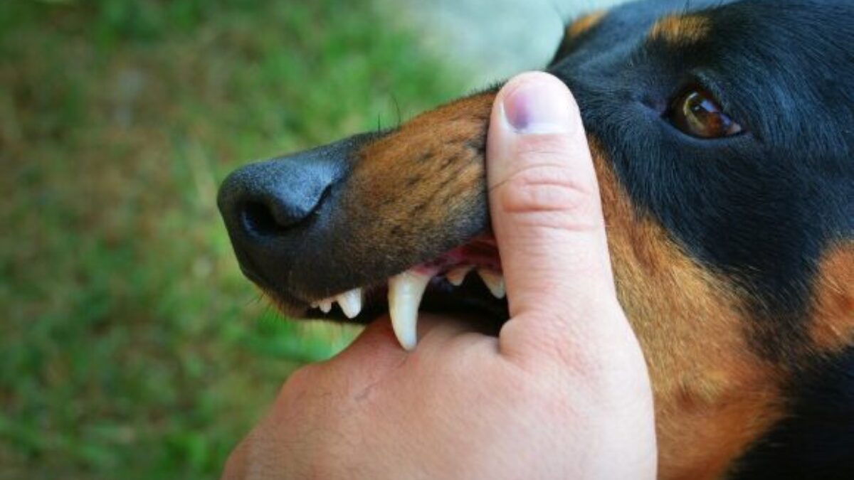 Vínculo entre humanos e cães vai além da convivência