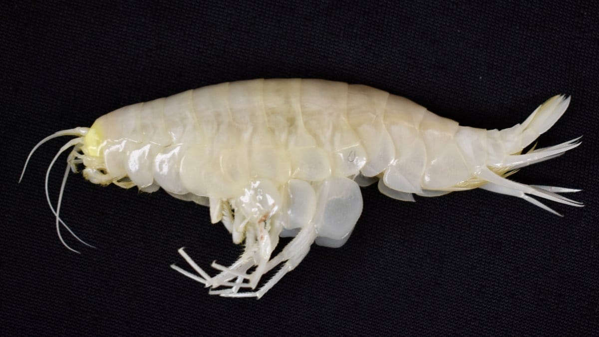 Anfípode gigante, visto como raro por décadas, é encontrado em 59% dos oceanos, segundo novo estudo. Foto: rerodução/Freepik
