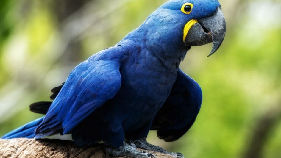 A arara-azul é originária principalmente do Pantanal, Cerrado e algumas regiões da Amazônia (Imagem: Purple_Graphics | Shutterstock)