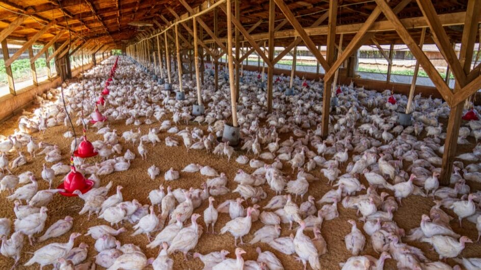 Estado decretou situação de emergência sanitária animal (Foto: Banco de Imagens)