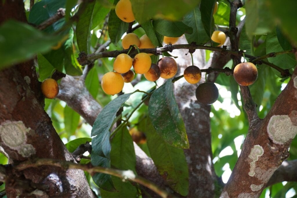 O bacuri tem polpa amarelada, aroma forte e sabor doce (Imagem: Gigoliver | Shutterstock)