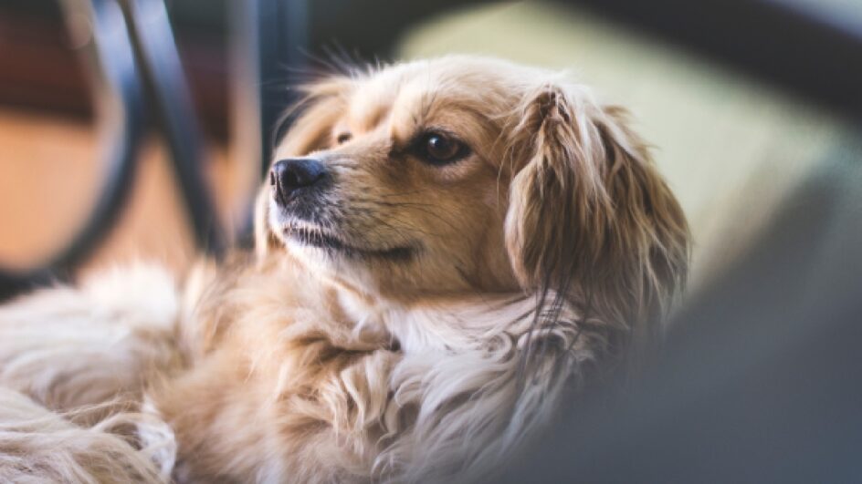 cachorros possuem intestino muito diferente de humanos. Imagem: PxHere