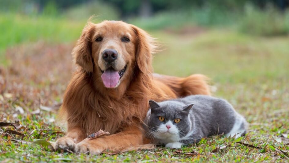 A transfusão de sangue pode ajudar a salvar a vida do seu animal de estimação (Imagem: Chendongshan | Shutterstock)