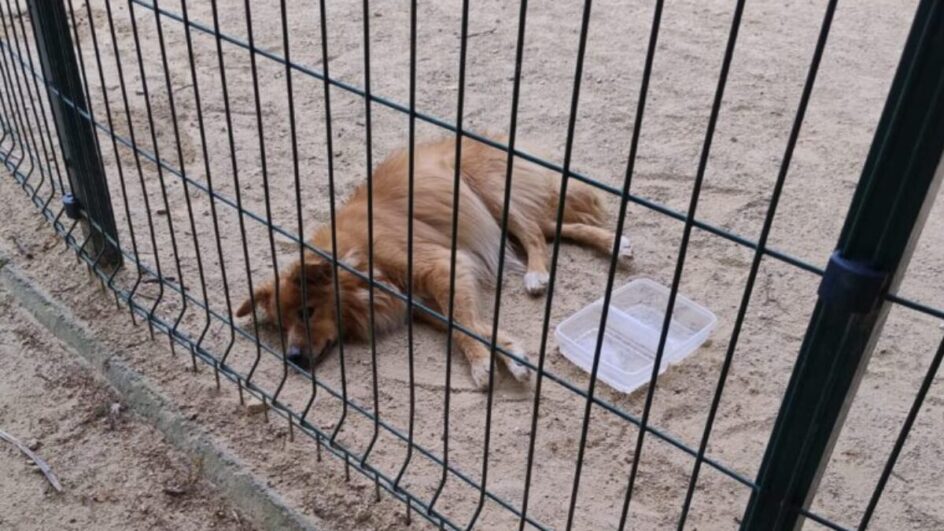 Cadela estava na Praça dos Bombeiros, no Centro de Florianópolis (Foto: PCSC, Divulgação)