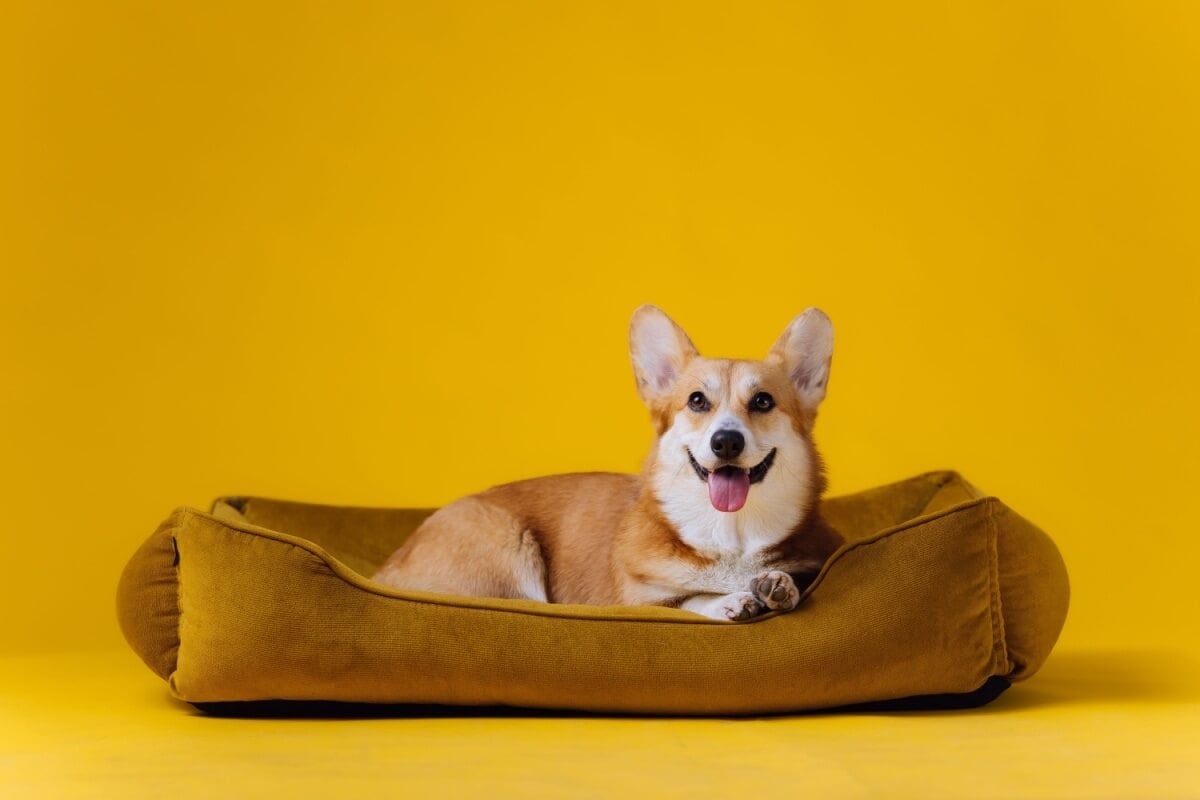 A cama é fundamental para que o cachorro tenha um sono reparador e mais conforto no dia a dia (Imagem: BONDART PHOTOGRAPHY | Shutterstock)