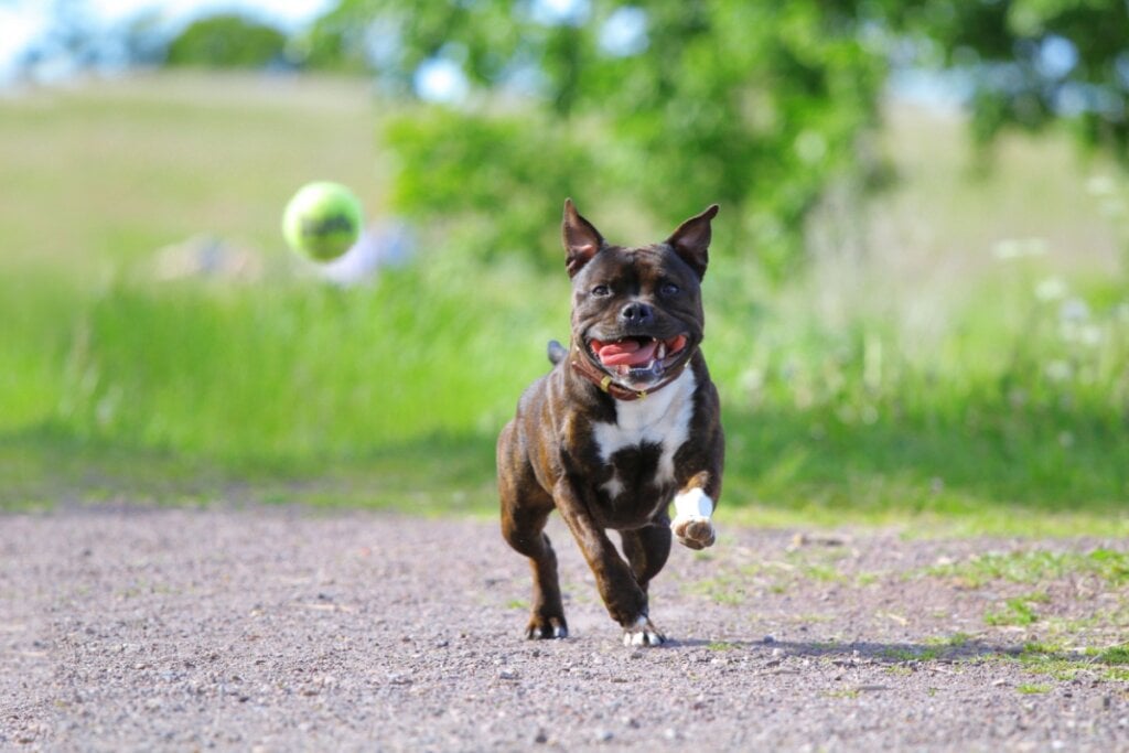 A pr&aacute;tica de atividade f&iacute;sica &eacute; fundamental para o staffordshire bull terrier manter a sua musculatura e peso saud&aacute;veis (Imagem: Anna Hudorozkova | Shutterstock)