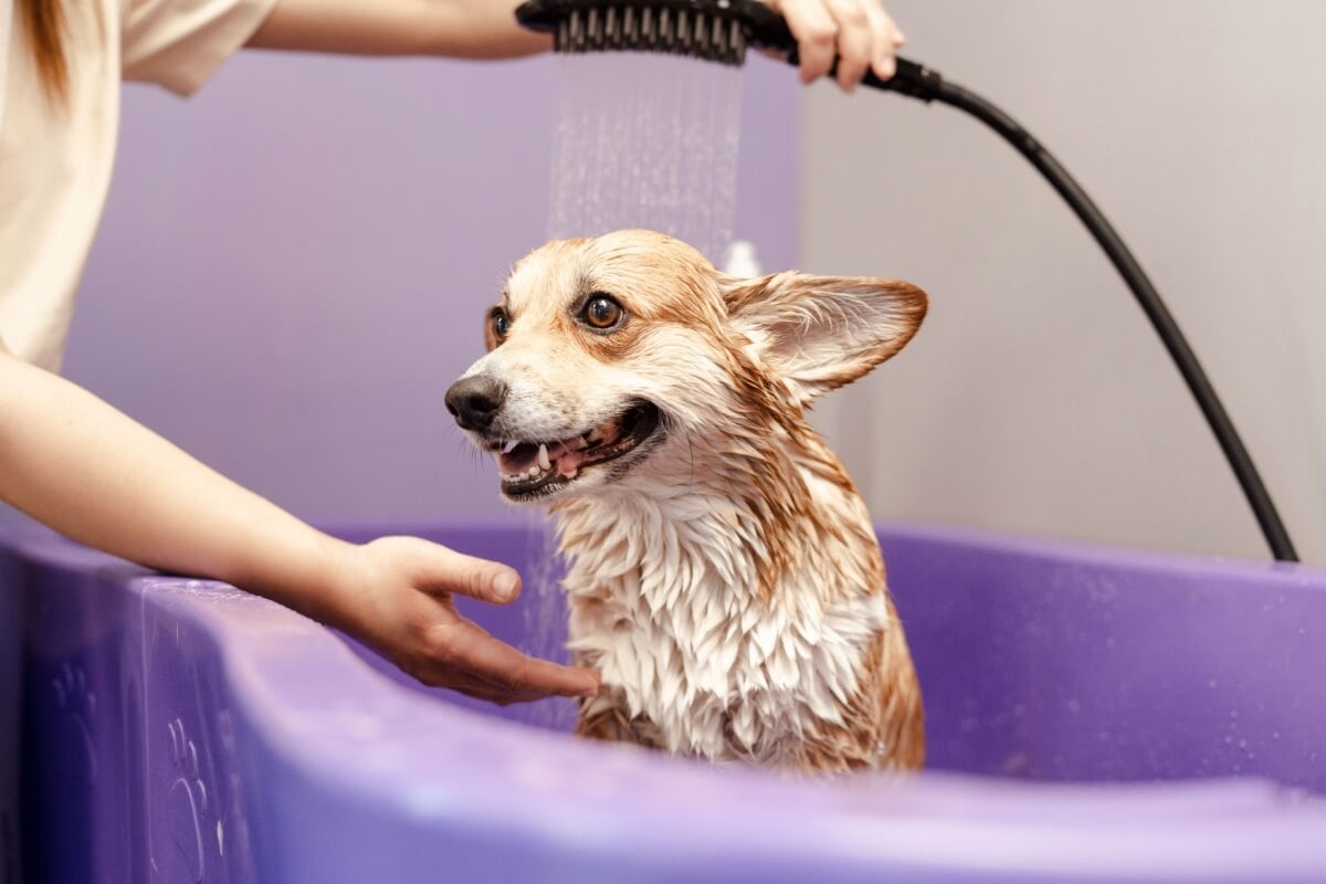 A frequência de banho pode variar conforme o estilo de vida do pet (Imagem: AYO Production | Shutterstock)