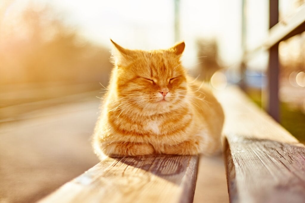 Os gatos gostam de tomar sol e precisam de um local seguro para isso (Imagem: Alexander Sobol | Shutterstock)