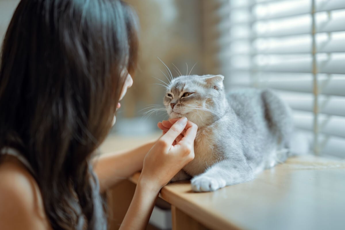 Certos gatos se destacam por serem mais dóceis (Imagem: oatawa | Shutterstock)