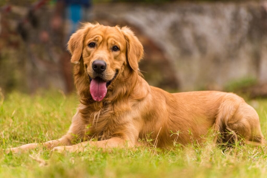 Cachorro golden com pelo marrom deitado na grama
