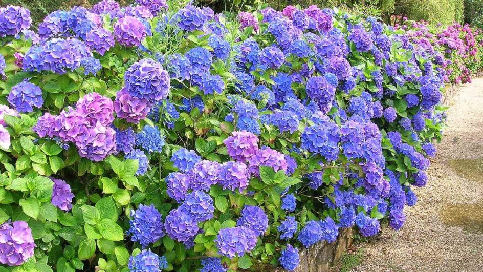 Planta não se adapta bem a mudanças extremas de clima. Imagem: Semnoz/Wikimedia Commons