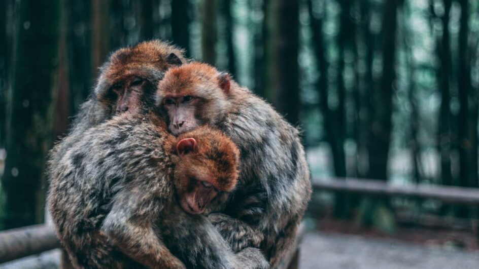 Vínculo de apego e "protoluto" animal; ciência investiga luto em macacos. Foto: Reprodução/Freepik