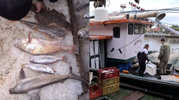 Pescados apreendidos em Passo de Torres