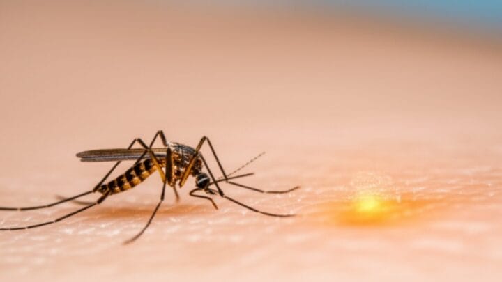 A ciência descobriu o 'ímã' que atrai os mosquitos para a sua pele