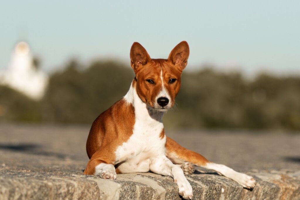 Cachorro da raça basenji deitado na calçada