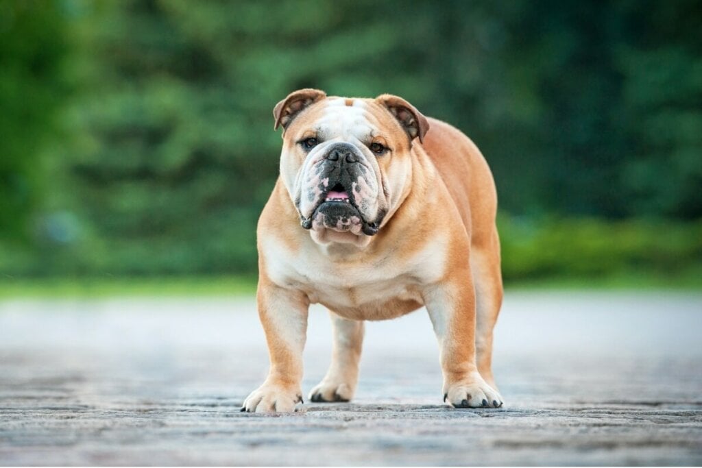 Cachorro da raÃ§a buldogue inglÃªs em calÃ§ada no parque