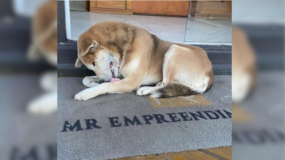 Cão resgatado por maus-tratos em Passo de Torres