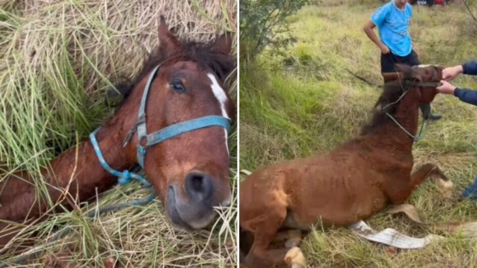 Cavalo resgatado Criciúma