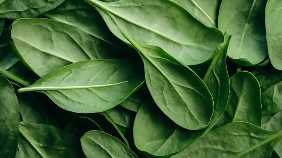 Espinafre estimula colágeno, protege articulações e alivia dores no joelho com seus nutrientes anti-inflamatórios e antioxidantes.