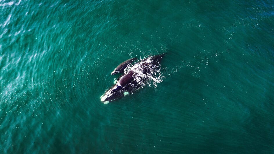 FOTOS-Baleia-e-vista-nadando-ao-lado-de-filhote-em-praia-de-Florianopolis