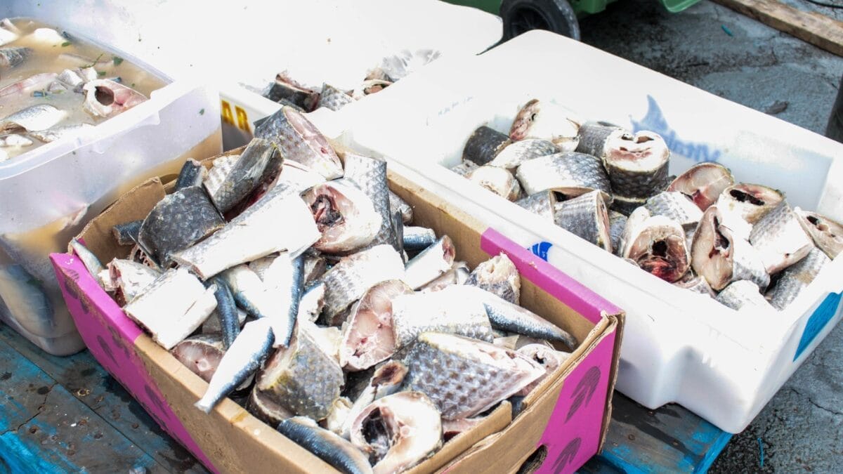 Festa do Peixe de Itajaí volta dia 28 com 15 toneladas de peixe e atrações gratuitas