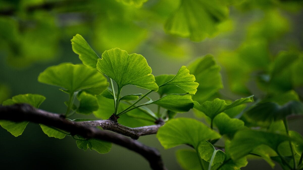 Ginkgo biloba