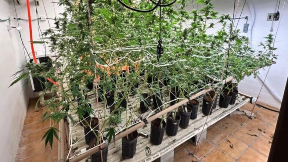Imóvel de luxo em Florianópolis é transformado em "laboratório" de supermaconha