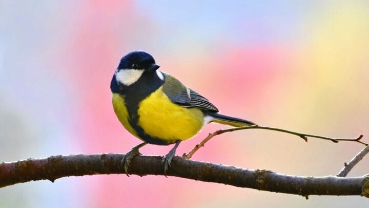 Um símbolo de sorte e harmonia em sua vida - Freepik