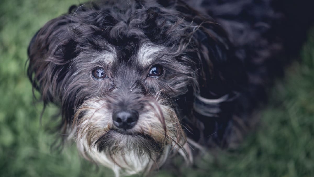 Descubra os sintomas da síndrome que afeta a memória e o comportamento de cães mais velhos (Foto: Freepik)