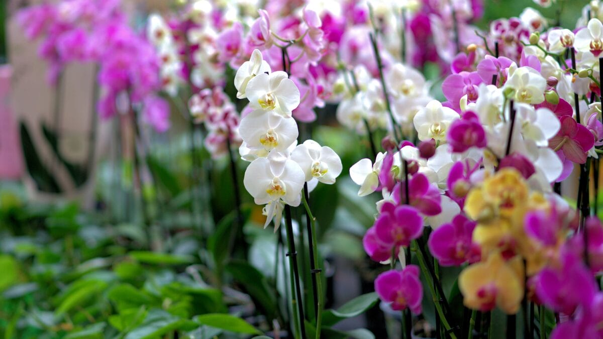 Nutrição completa e natural para orquídeas que encantam