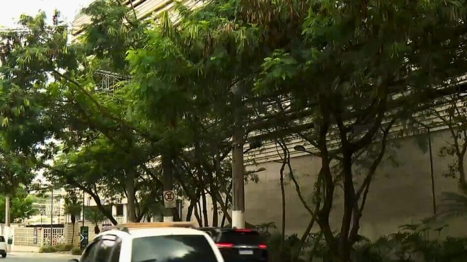 O avanço da leucena acende sinal de alerta na preservação ambiental