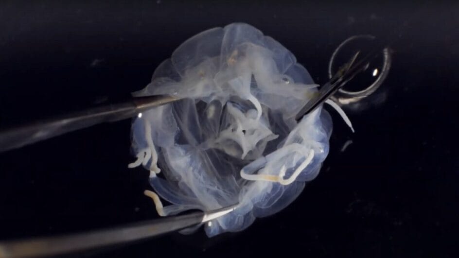 Pesquisadores identificaram uma nova e impressionante espécie de água-viva