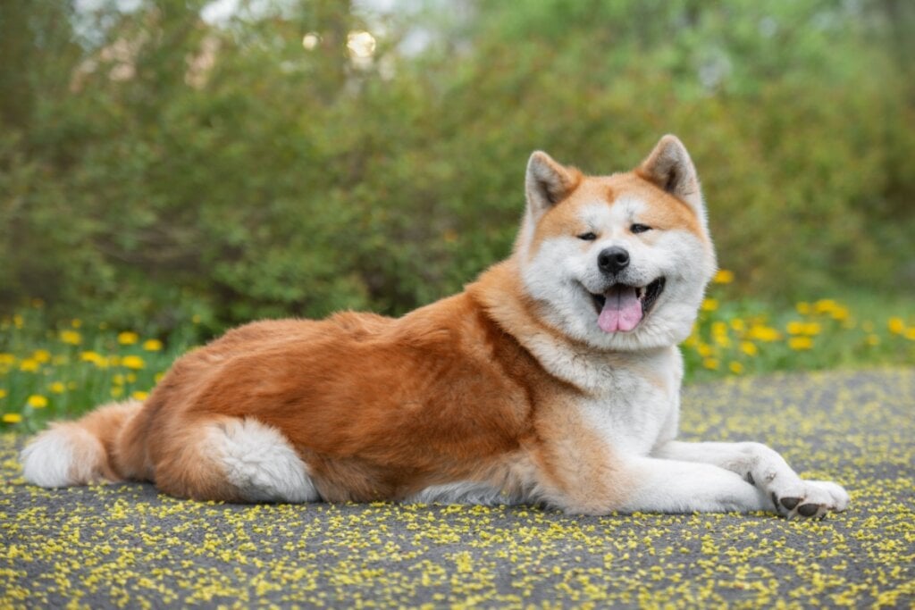 Ilustração de um cachorro da raça akita-inu de pelagem branca e amarronzada deitado em um chão repleto de folhas