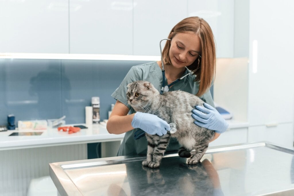 Imagem de uma veterinária escutando, no estetoscópio, os batimentos de um gato de pelagem cinza com listras pretas
