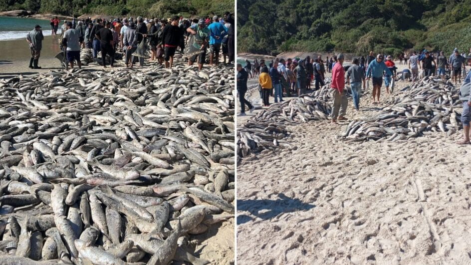 VÍDEO Em segundo grande lanço, mais de 20 mil tainhas são capturadas em praia de Palhoça