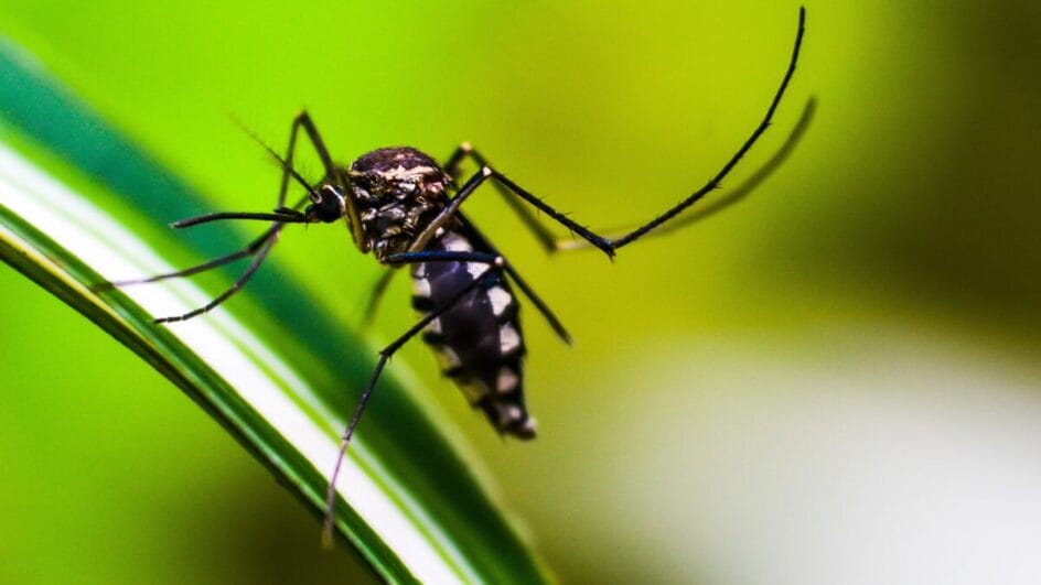 acabar com os mosquitos