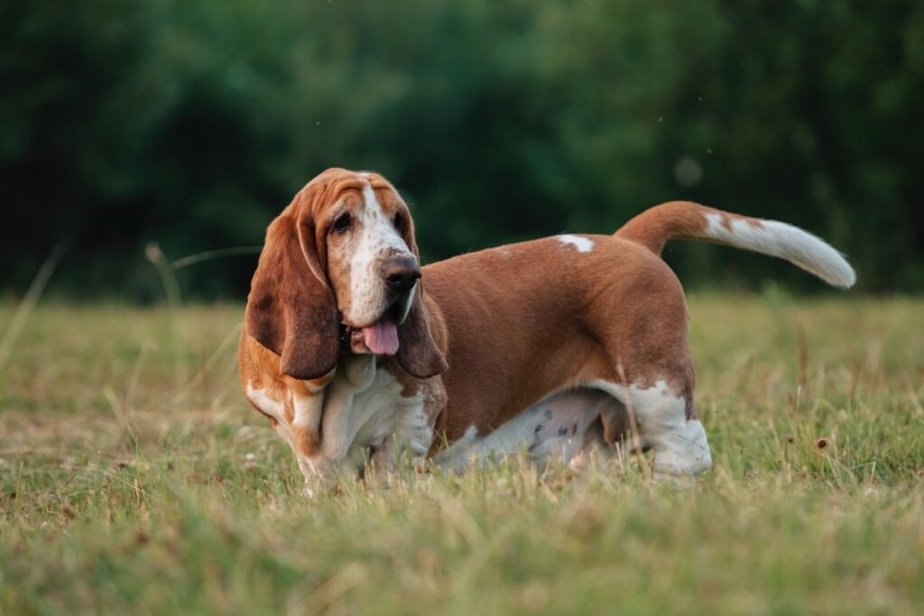 Cachorro da raÃ§a basset hound andando na grama alta