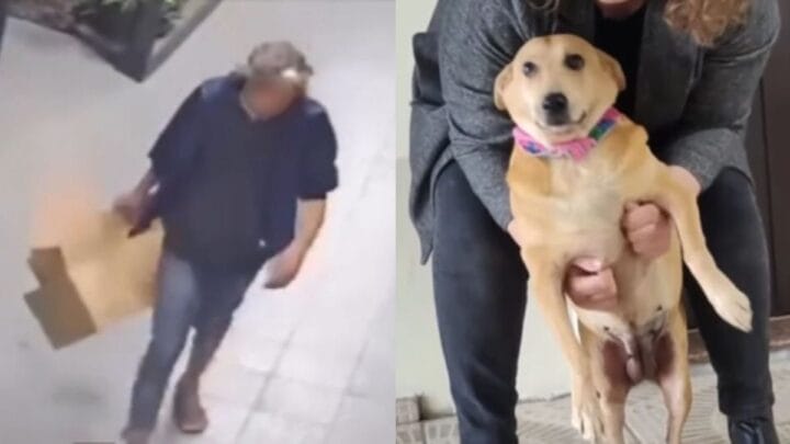 Cachorra abusada Joinville