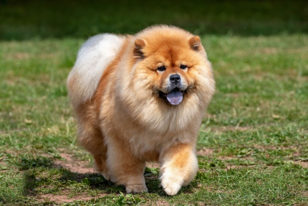 Chow chow caminhando na grama
