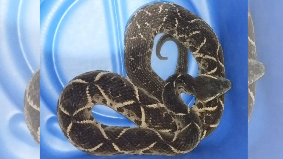 A cobra venenosa jararacuçu foi encontrada pelos próprios moradores de uma casa do bairro Iririú