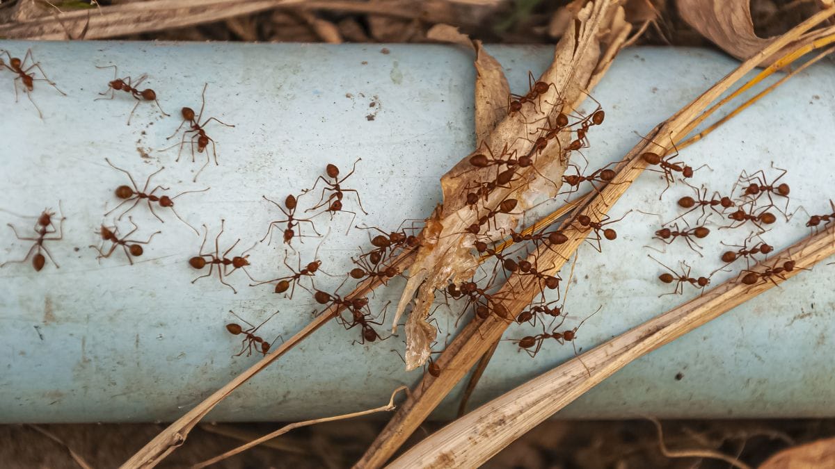 Descubra como manter sua casa livre de formigas com dicas eficazes (Foto: Freepik)