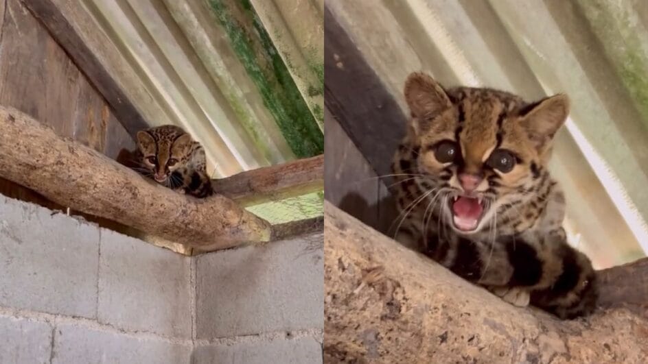 Animal selvagem invade galinheiro em SC mas caça é frustrada por biólogo