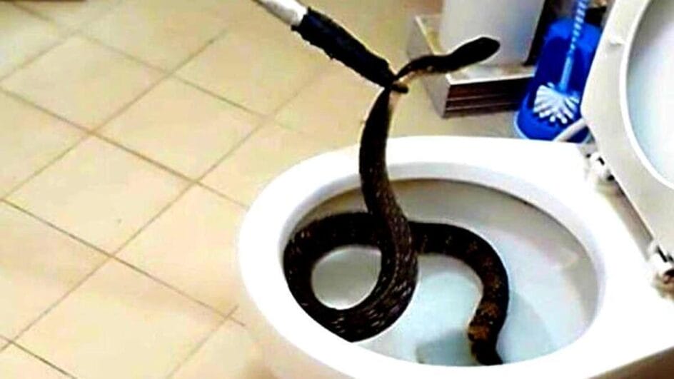 Válvula de retenção evita o retorno de esgoto e protege o ambiente doméstico - Reprodução/Natgeo