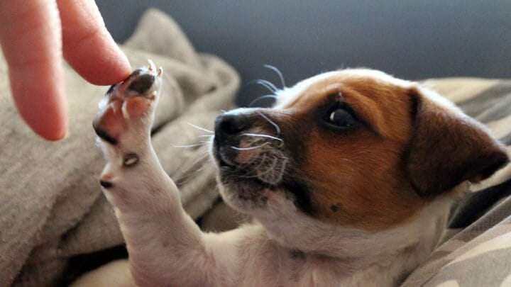o que significa quando o seu cão te toca com a pata
