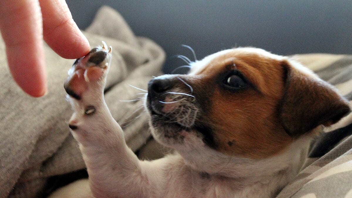 o que significa quando o seu cão te toca com a pata