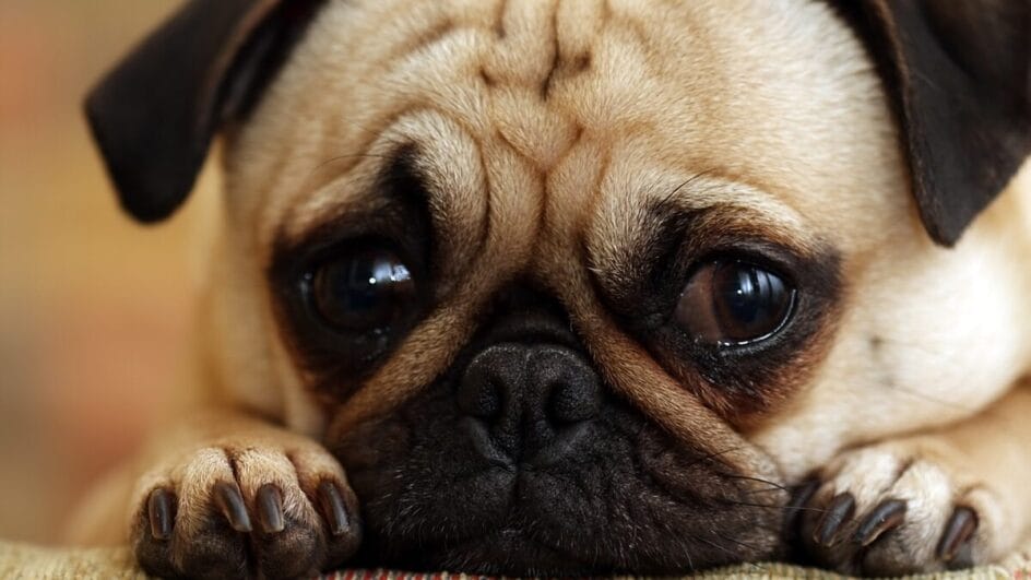 pele do peixe tilápia pode ajudar na visão de cães como os pugs